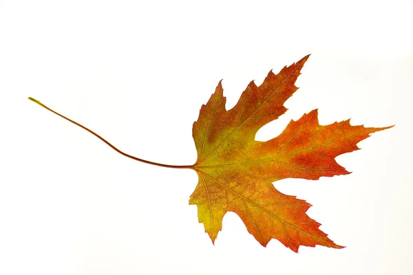 Orange Maple Leaf on White — Stock Photo, Image