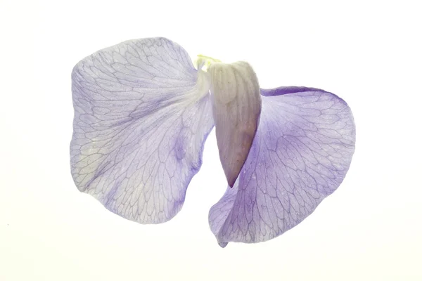 Tatlı bezelye çiçeği beyaz — Stok fotoğraf
