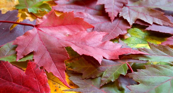 Beautiful Fall Leaves — Stock Photo, Image