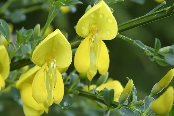 Scotch Broom 2 — Stock Photo, Image