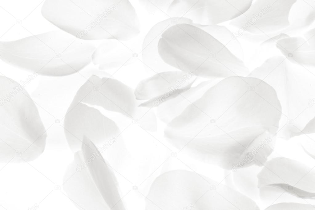 White Rose Petals on White