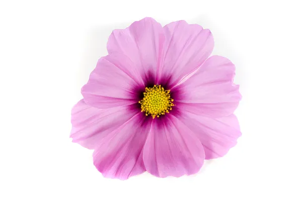 Pink Cosmos Isolated on White Background — Stock Photo, Image