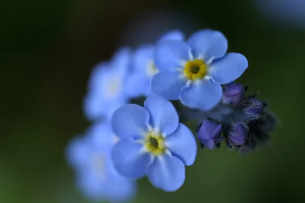 Forget-Me-Nots 2 — Stock Photo, Image