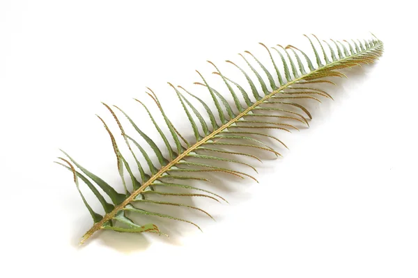 Fern Frond on White — Stock Photo, Image