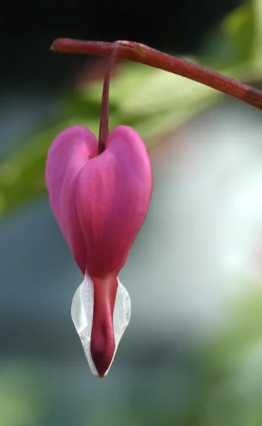 Fuchsia on Green Background — Stock Photo, Image