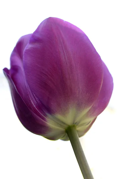 Purple Tulip on White Background — Stock Photo, Image