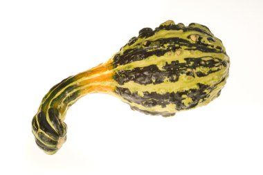 süs squash 13