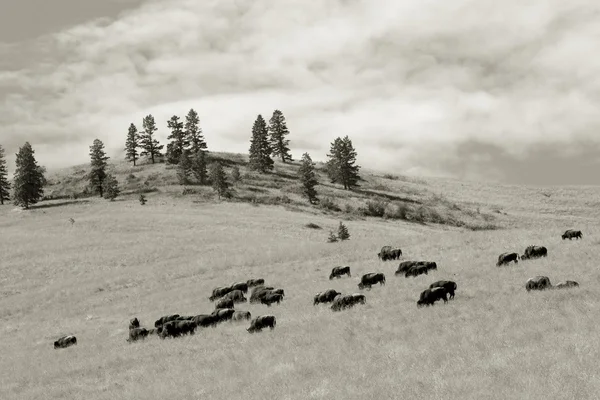 Büffel, nationaler Bisonbestand — Stockfoto