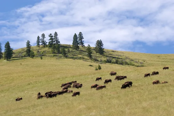 Buffalo, národní bison rozsah — Stock fotografie