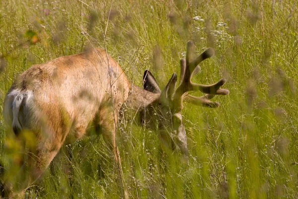 Büffel, nationaler Bisonbestand — Stockfoto