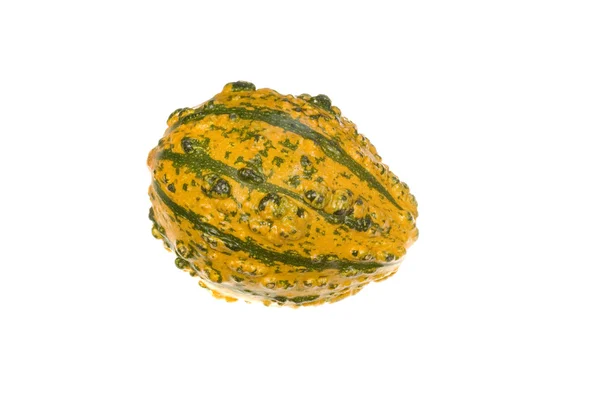 Ornamental Squash 9 — Stock Photo, Image