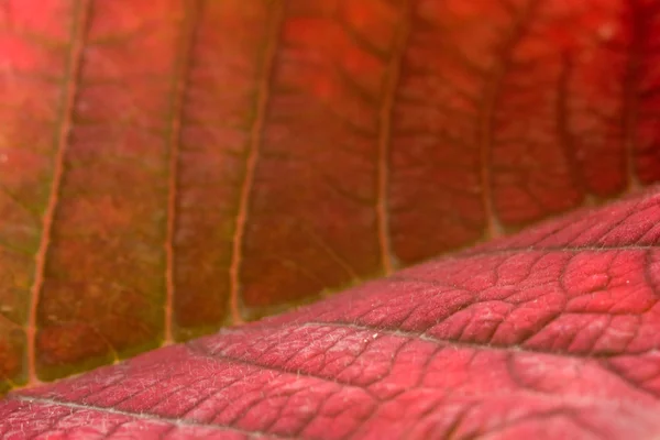 ポインセチアの葉スーパー マクロ — ストック写真