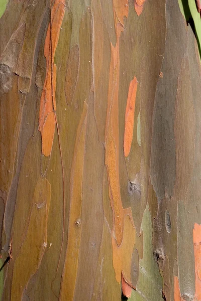 Corteza de eucalipto 4 — Foto de Stock