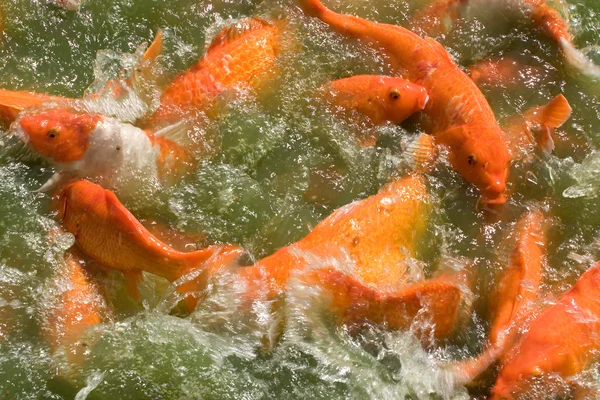 鯉の餌付けフレンジー — ストック写真