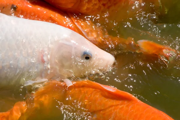 Koi simning — Stockfoto