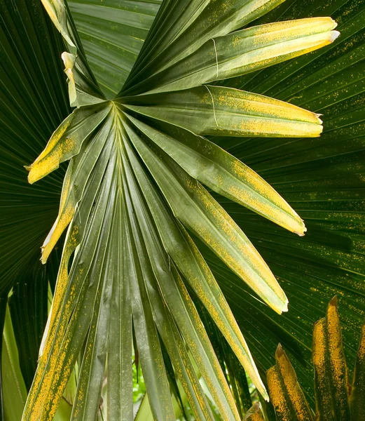 Trópusi növény, Ho — Stock Fotó