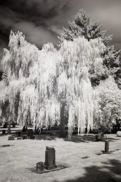 Foto infrarroja de un cementerio — Foto de Stock