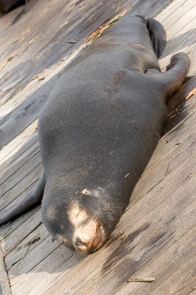 Seelöwe — Stockfoto