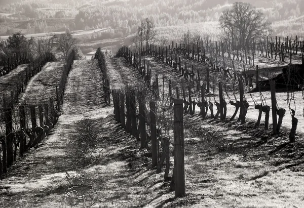 Wijngaarden, willamette valley in het infrarood — Stockfoto