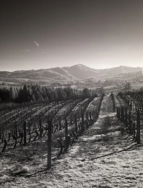 Vinice, willamette valley v infračerveném — Stock fotografie