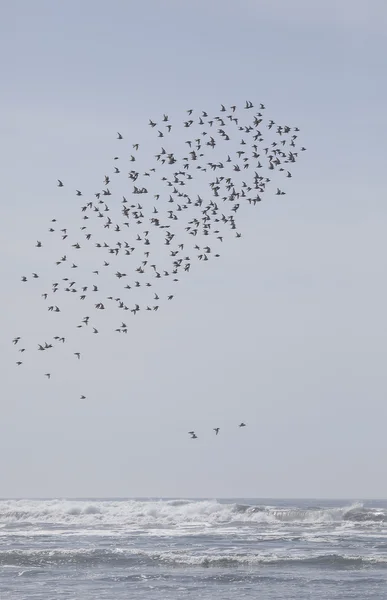 Ein Vogelschwarm am Strand im Nebel — Stockfoto