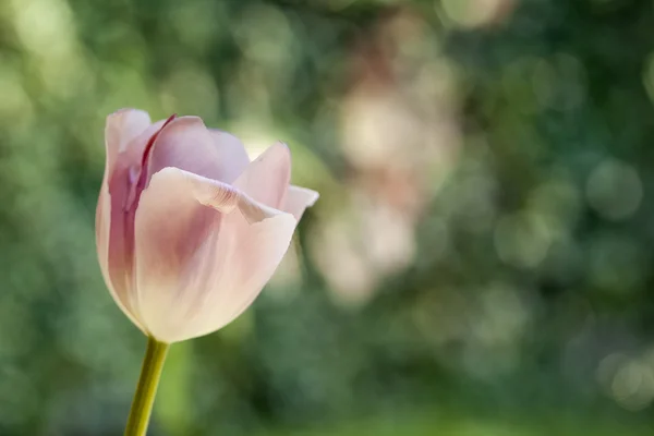 Tulipán rosa contra fondo verde — Foto de Stock