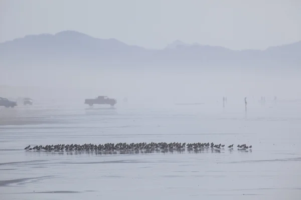 Una bandada de aves y camiones en la playa en la niebla — Foto de Stock