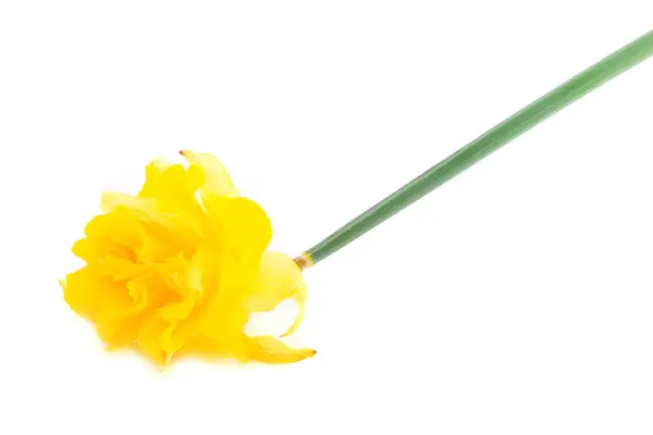 Daffodil on White — Stock Photo, Image