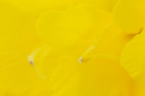 水仙のマクロ — ストック写真