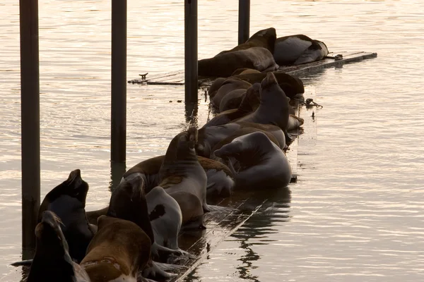 Sea Lions cerca de Sunset —  Fotos de Stock