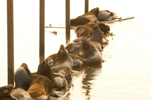 Sea Lions — Stock Photo, Image