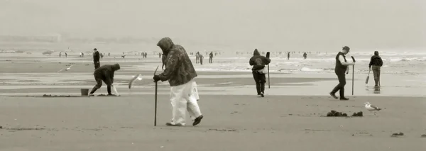 Razor Clam Diggers, Oregon Coast — Stock Photo, Image