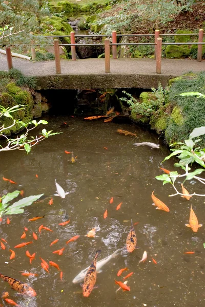 Koi, Byodo-In Temple — Stock Photo, Image