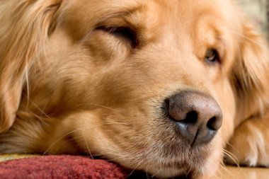 Güzel golden retriever