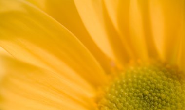 Daisy makro
