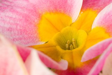 pembe çuha çiçeği, sarı Merkezi