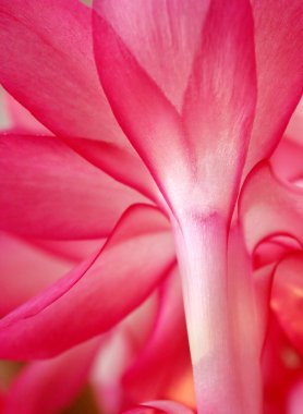 Christmas cactus makro