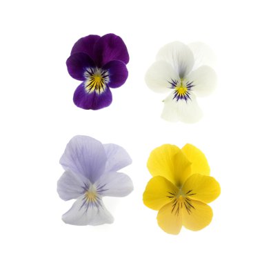 beyaz üzerine dört Hercai Menekşe