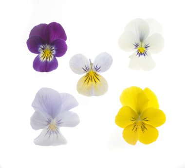 5 viooltjes