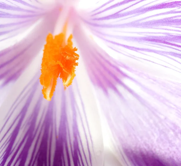 The Heart of the Crocus — Stock Photo, Image