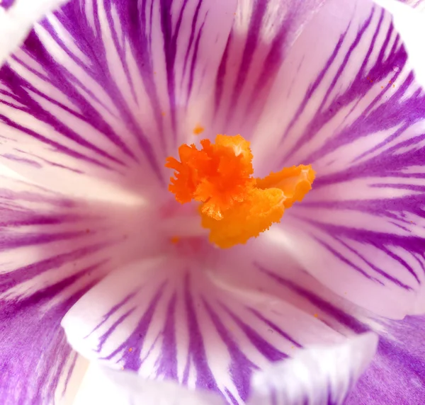 The Heart of the Crocus — Stock Photo, Image