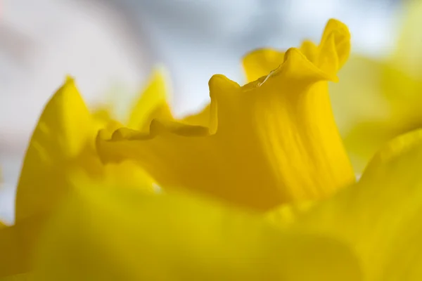 Narcis makro — Stock fotografie