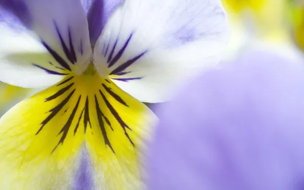 Yellow and Blue Pansy — Stock Photo, Image