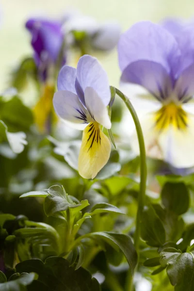 Yellow and Blue Pansies — Stock Photo, Image