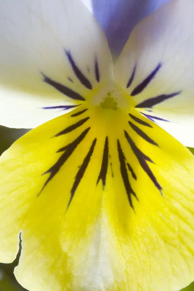 Yellow and Blue Pansy — Stock Photo, Image