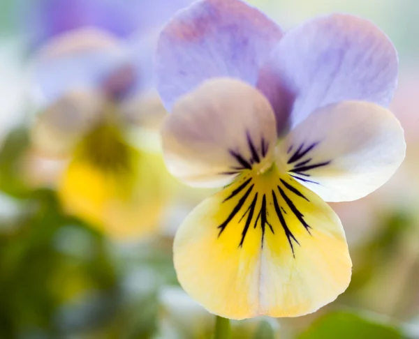 Yellow and Blue Pansies — Stock Photo, Image