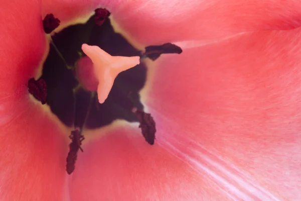 Tulip Macro — Stock Photo, Image