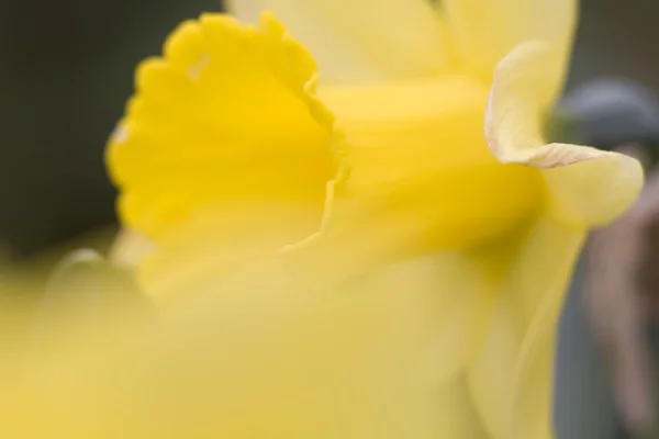 Macro narciso — Foto de Stock