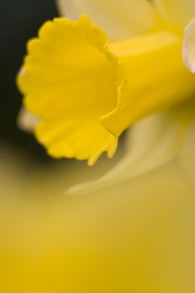 Daffodil Macro — Stock Photo, Image