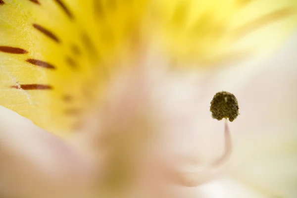 Lily Abstract — Stock Photo, Image